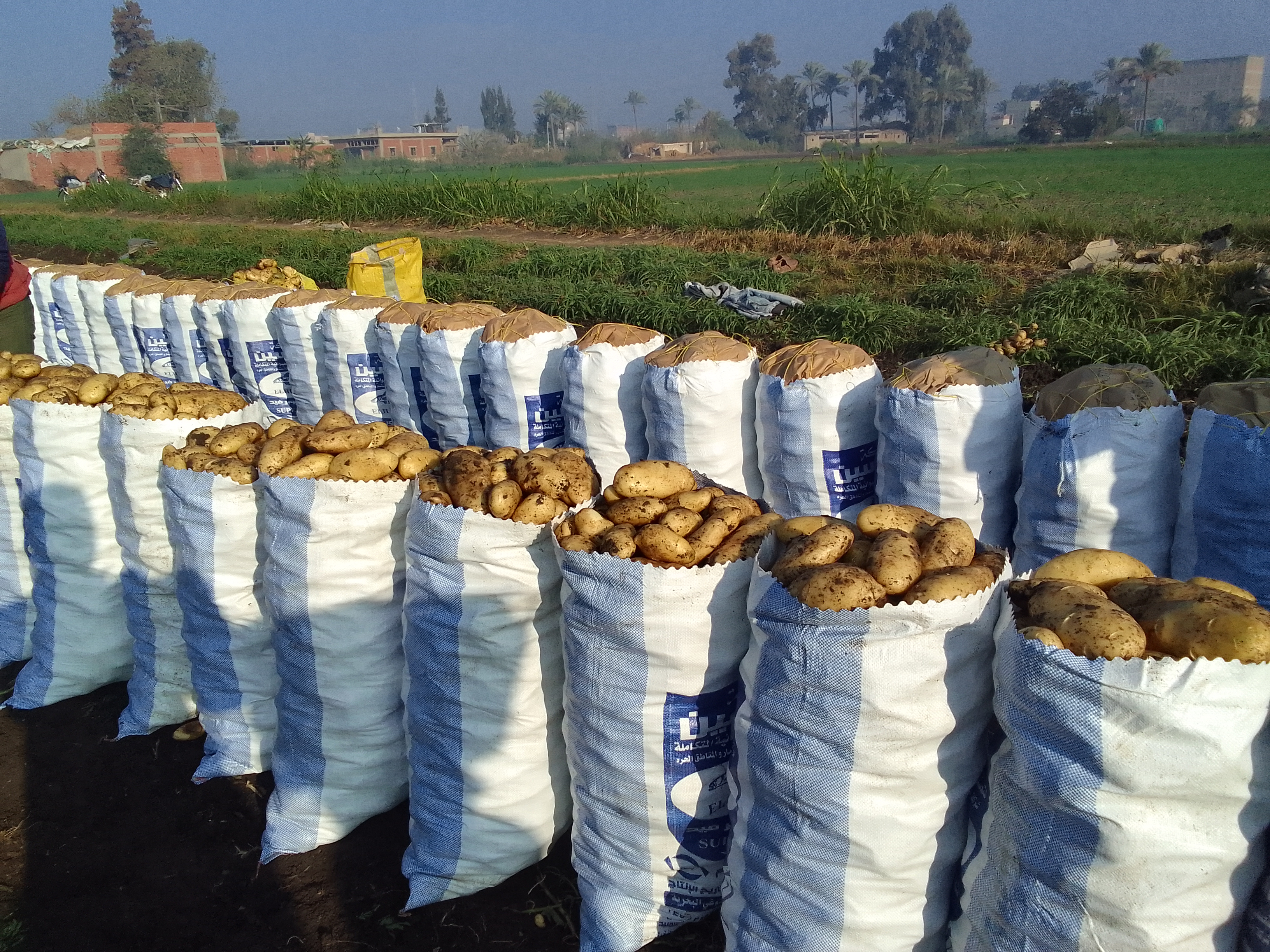 حصاد البطاطس فى دمياط (6)