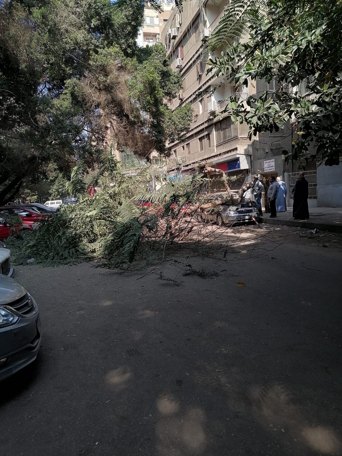 سقوط شجرة بشارع ميشيل باخوم