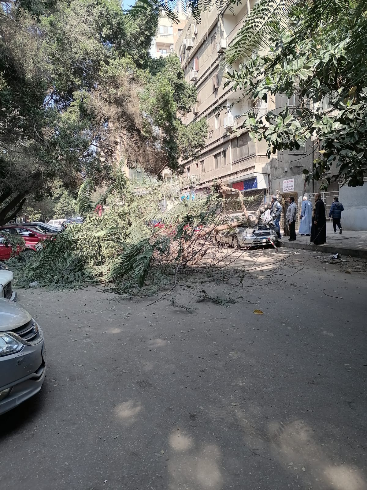 سقوط شجرة فى شارع ميشيل باخوم بحى الدقى يتسبب فى غلق الطريق وتضرر سيارة
