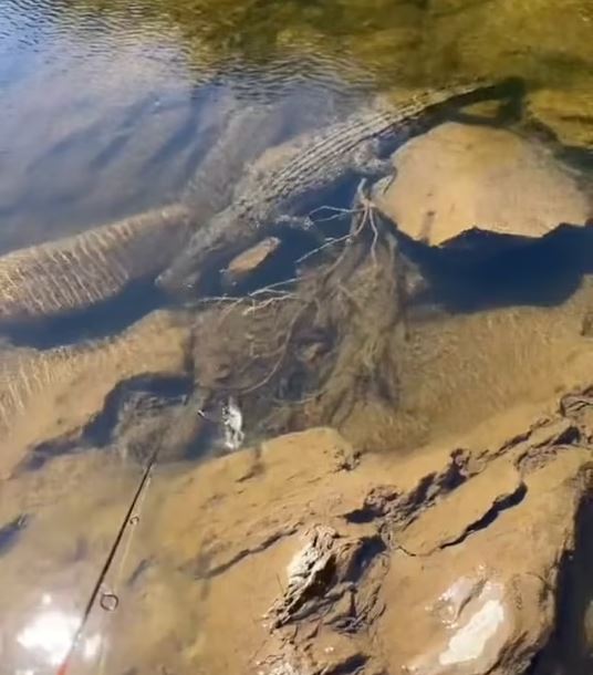 التمساح راقد تحت المياة