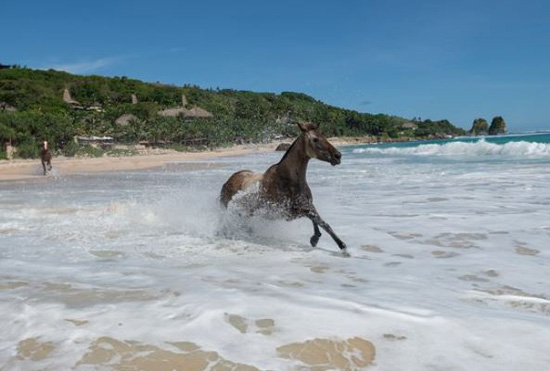 الخيول البرية فى جزيرة سمبا الإندونيسية (10)