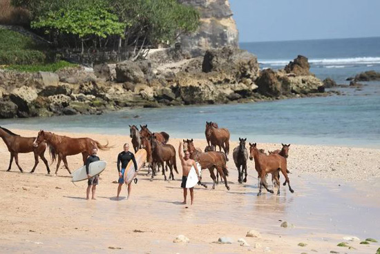 الخيول البرية فى جزيرة سمبا الإندونيسية (8)