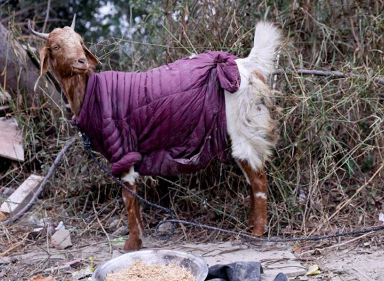 ماعز يرتدي سترة في مزرعة في صباح شتاء بارد في نيودلهي ، الهند