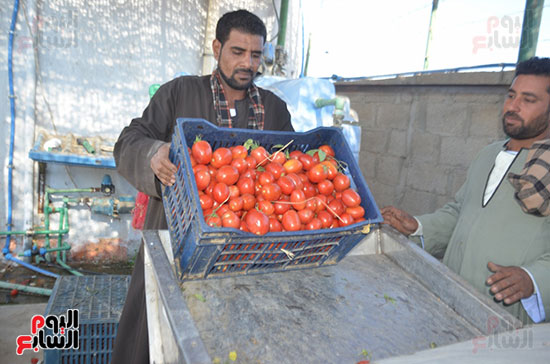 العمال-يضعون-الطماطم-فى-الأجهزة-بالمنشر