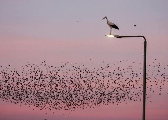 طائر اللقلق يقف على ضوء طريق بينما يطير الزرزور في السماء