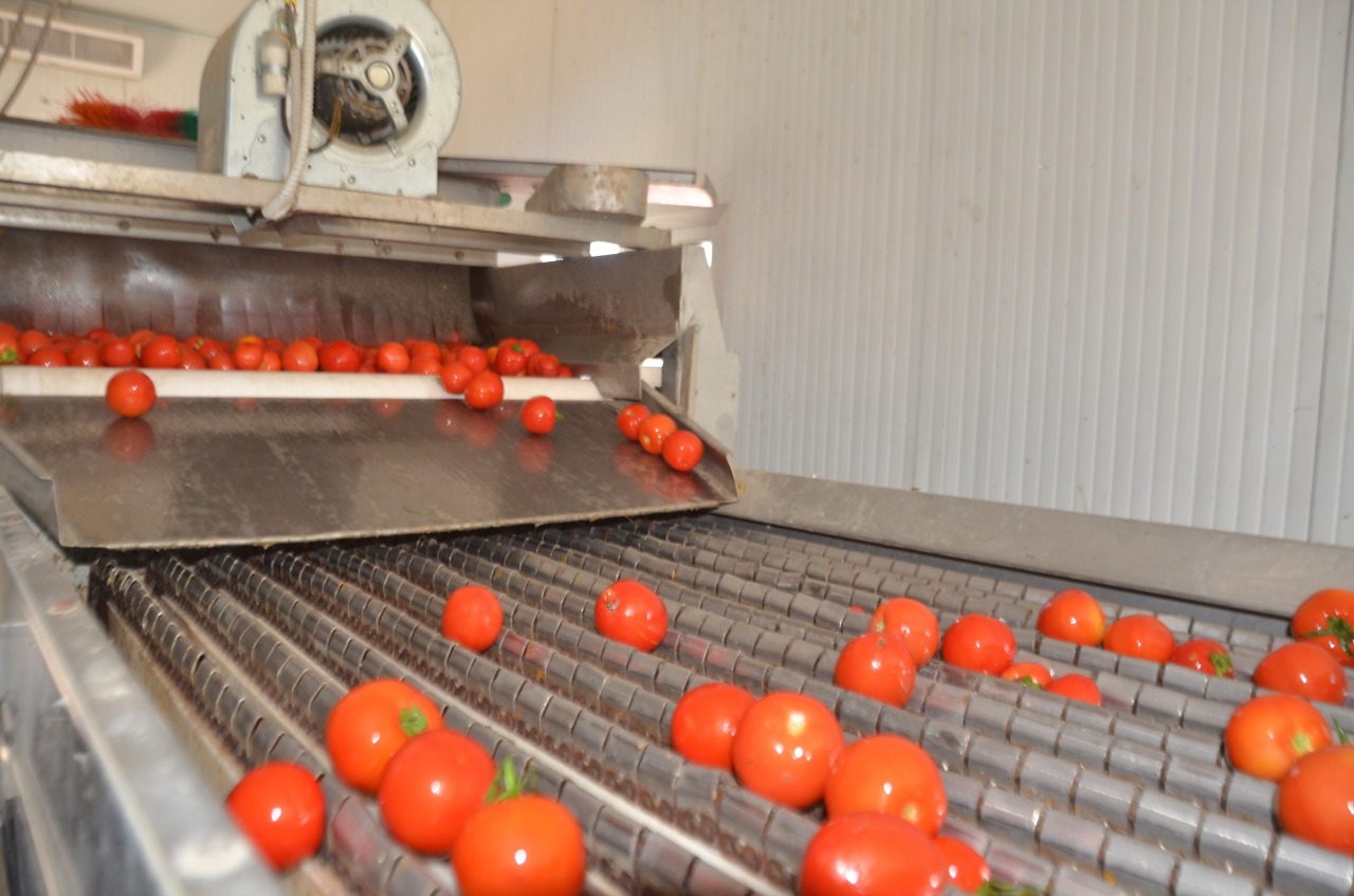 الطماطم الحمراء على جهاز الفرز قبل التجفيف