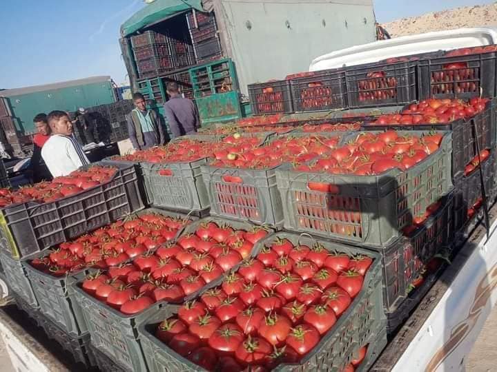 كميات الطماطم تستعد للتجفيف بالأقصر