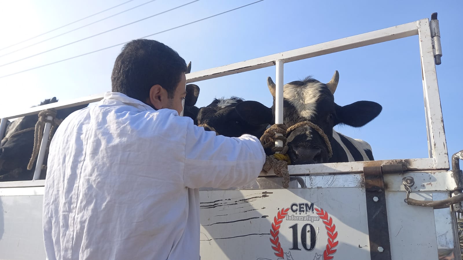 عمليات تحصين الماشية فى سوق الحبيل بمدينة الأقصر