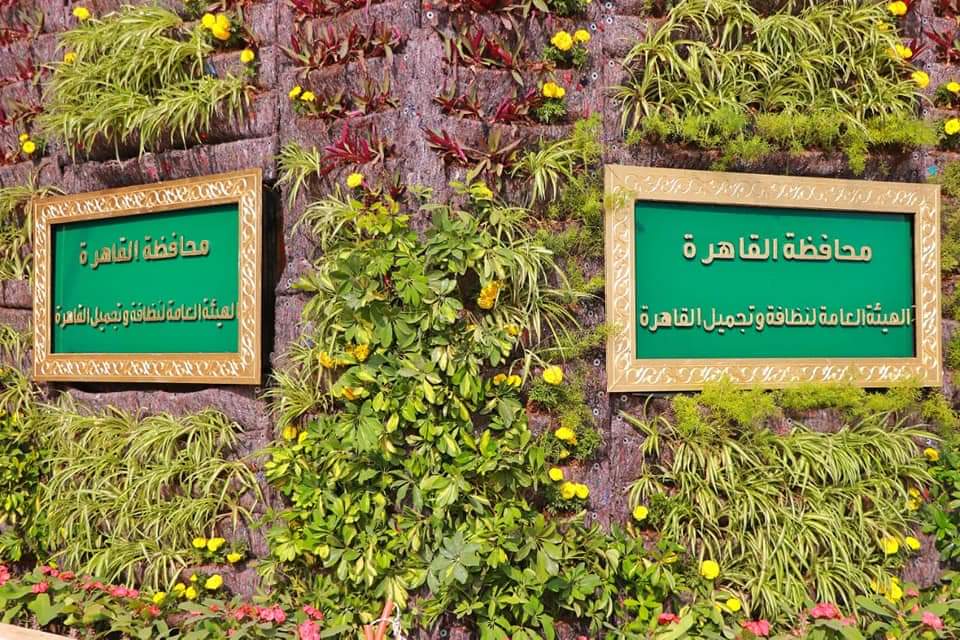 زراعة الحوائط - تجربة جديدة تنفذها نظافة القاهرة (7)