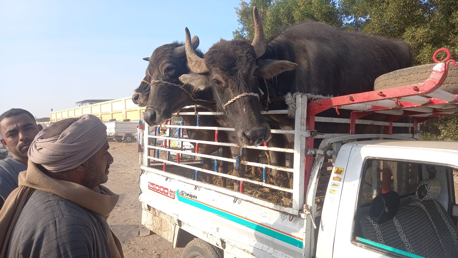 متابعة تحصين الماشية فى سوق الحبيل بمدينة الأقصر_1