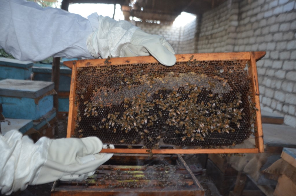 تفاصيل خدمات النحل على يد المهندس عبد الرحمن