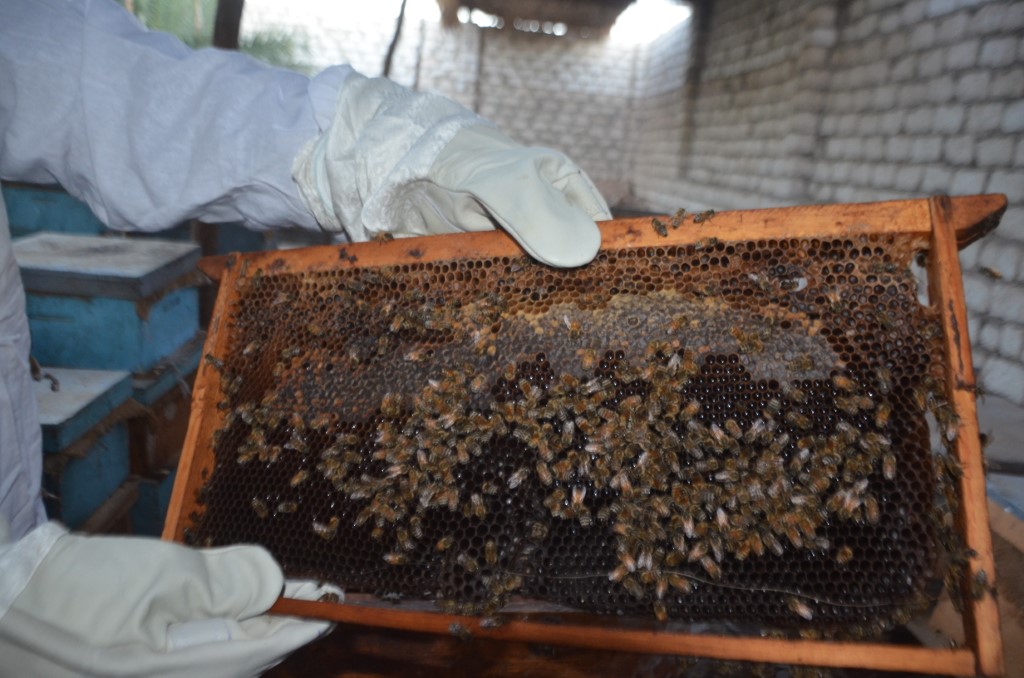 النحل خلال دورة انتاج العسل بالمنحل