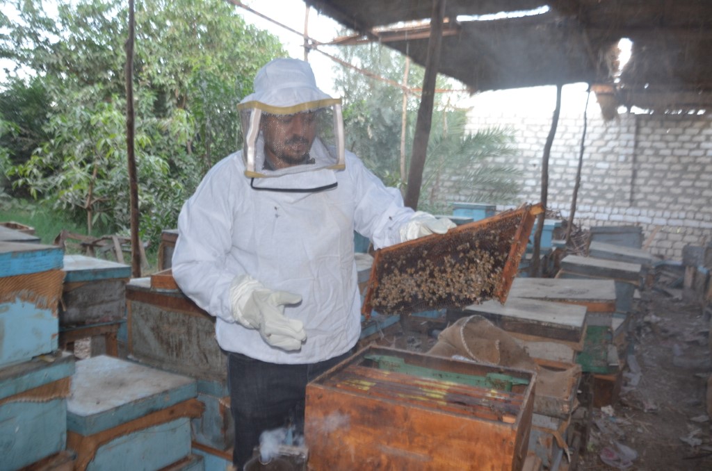 العسل فى الأقصر بقلب مناحل الخير