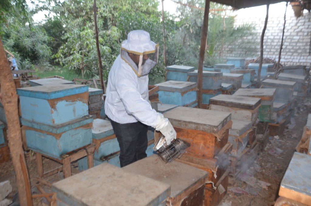 جانب من العمل بالمنحل يومياً بمواسم العسل