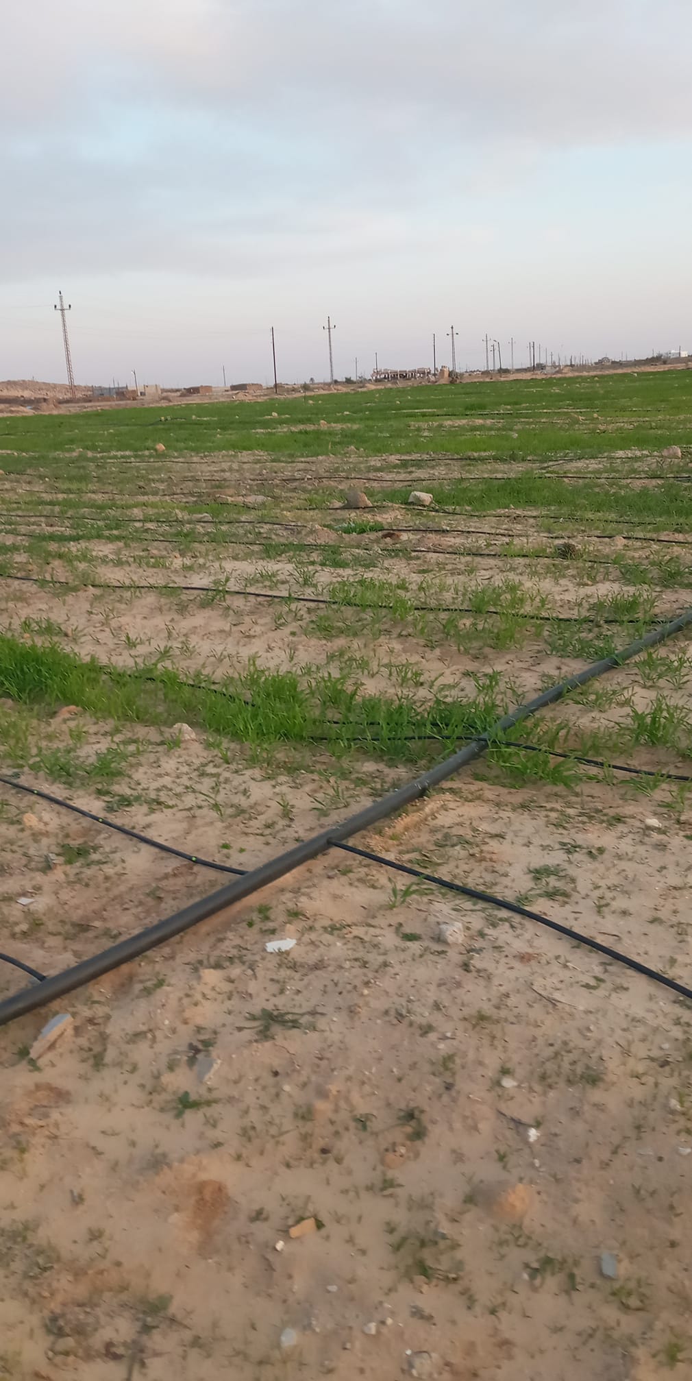 زراعات القمح والشعير بقرية الخروبة