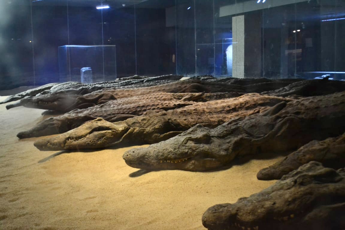 متحف التمساح (3)