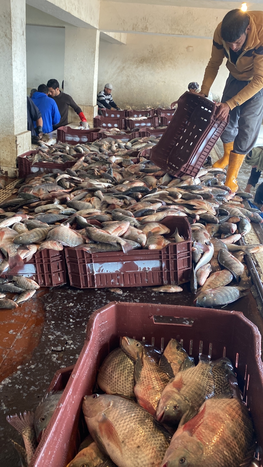 افتتاح موسم الصيد بمزرعة برسيق السمكية