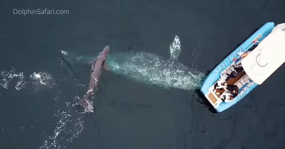 الحوت بجانب المركب