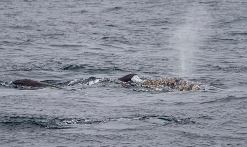 انثي الحوت اثناء ولادة صغيرها