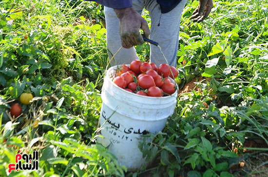 الطماطم-خلال-جمعها-بالمزارع