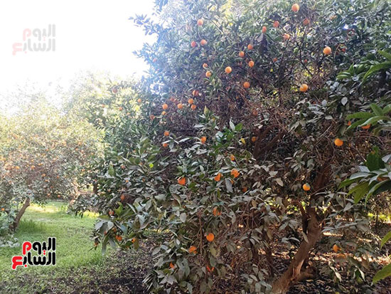 البرتقال-على-الأشجار-خلال-موسم-الحصاد