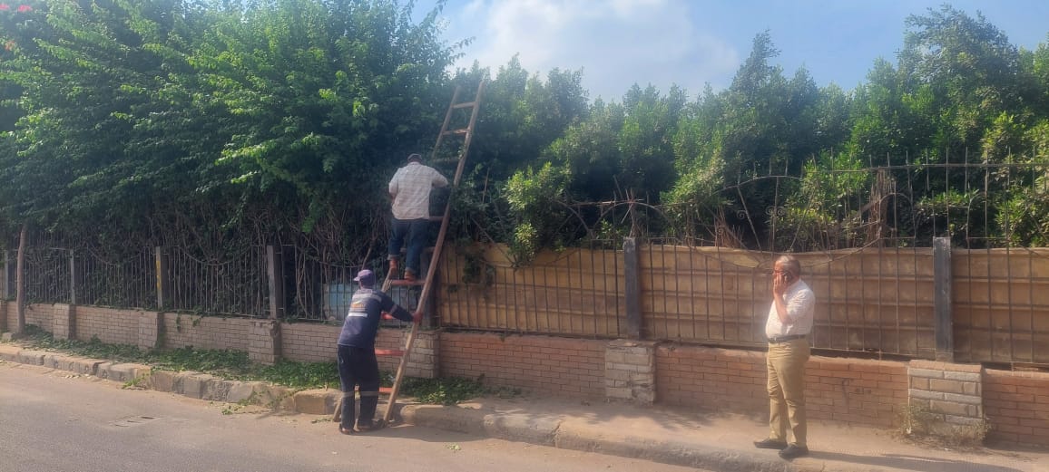 رفع كفاءة الاشجار بتهذيبها
