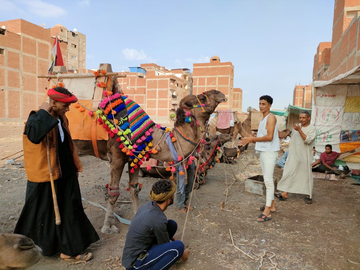 المشاركين بالجمال والخيول المشاركين بالجمال والخيول