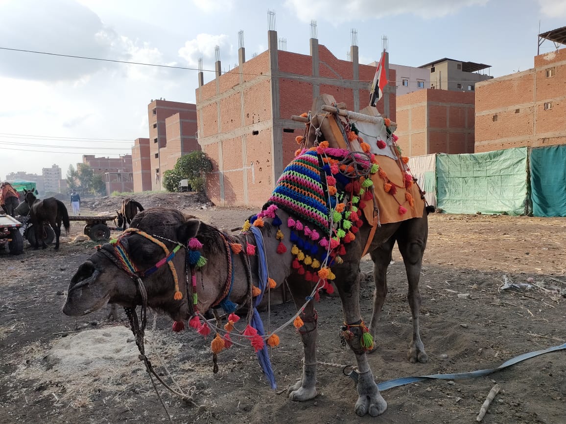 الجمال الجمال