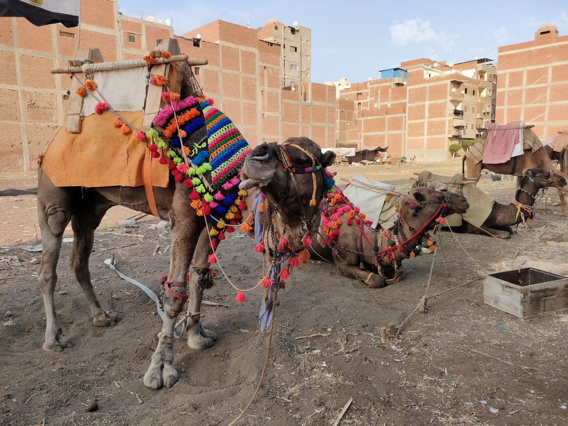 الجمال الجمال
