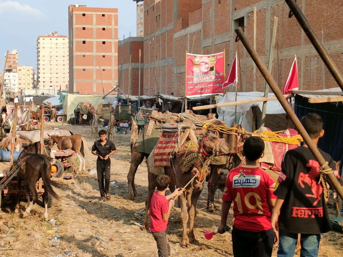 الجمال والخيول والخيام بمنطقة الصاري