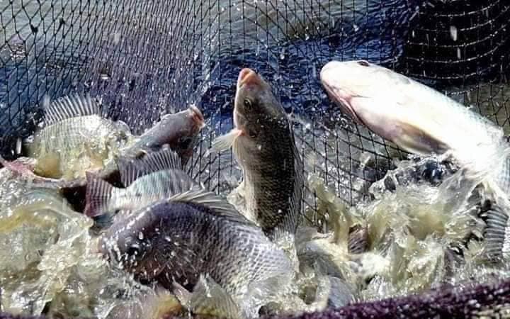 صيد الاسماك بالشخلوبة
