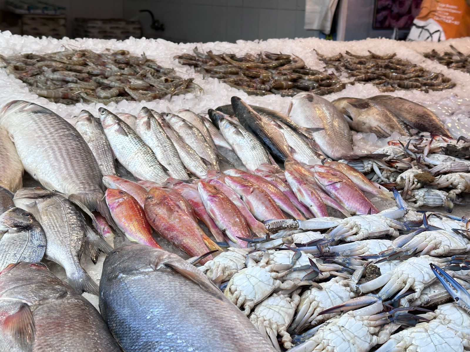 أسماك سوق بورسعيد