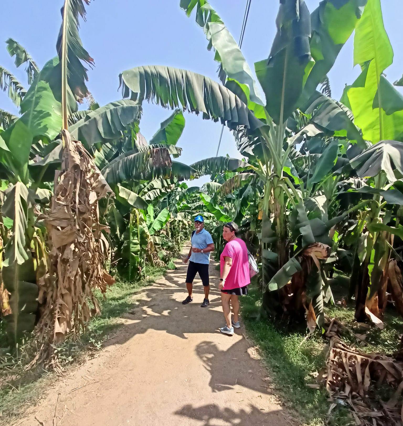 استمتاع السياح بين الخضرة بجزيرة الموز