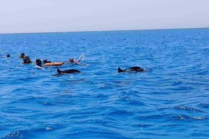 السباحة مع الدلافين فى صمداى 