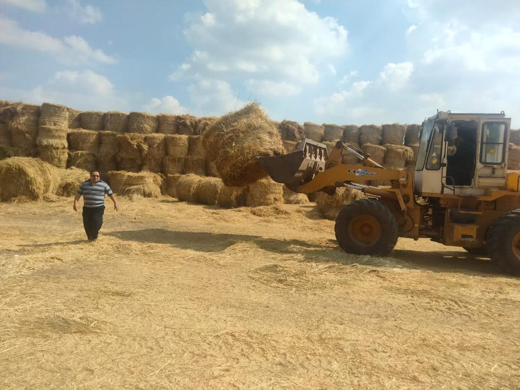 الاستعداد لموسم زراعة القمح وبدء الدورة الزراعية (8)