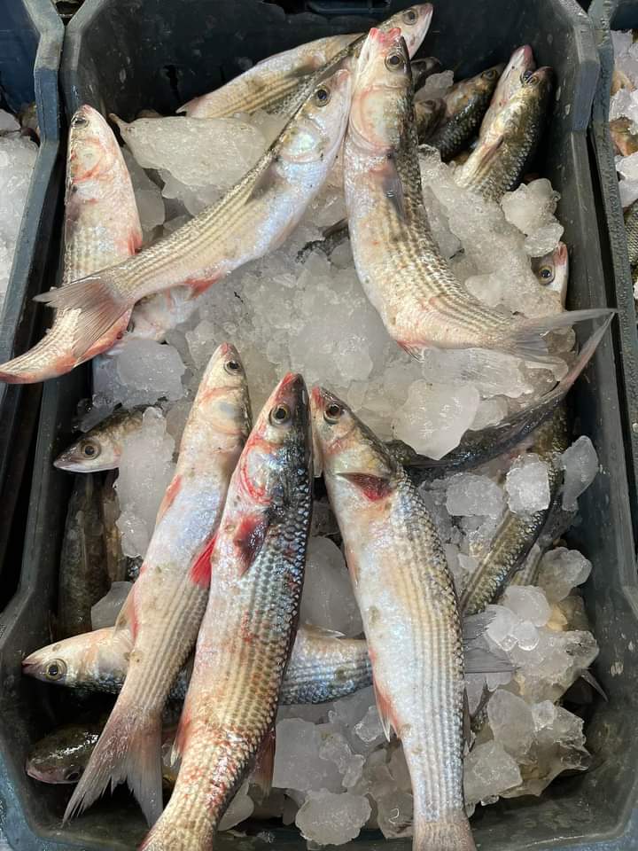 أصناف الأسماك في دمياط (2)