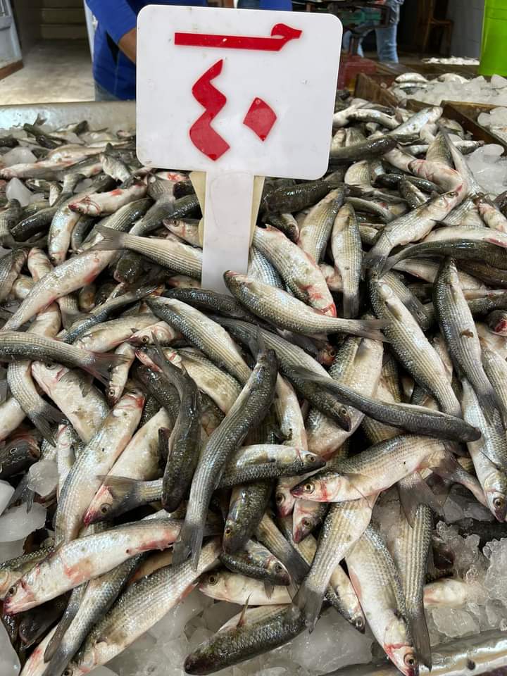 أصناف الأسماك في دمياط (1)