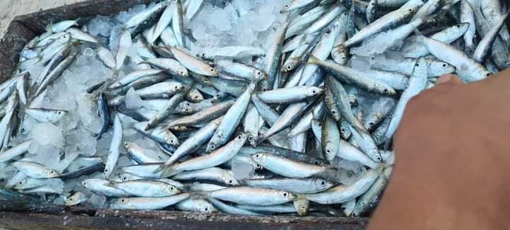 سوق السمك في دمياط