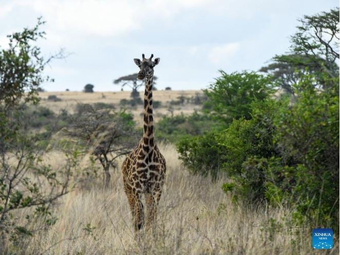  الحياة البرية في حديقة نيروبي الوطنية (1)
