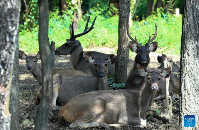 الحياة البرية في سفاري بارك في ناي بي تاو، ميانمار (4)