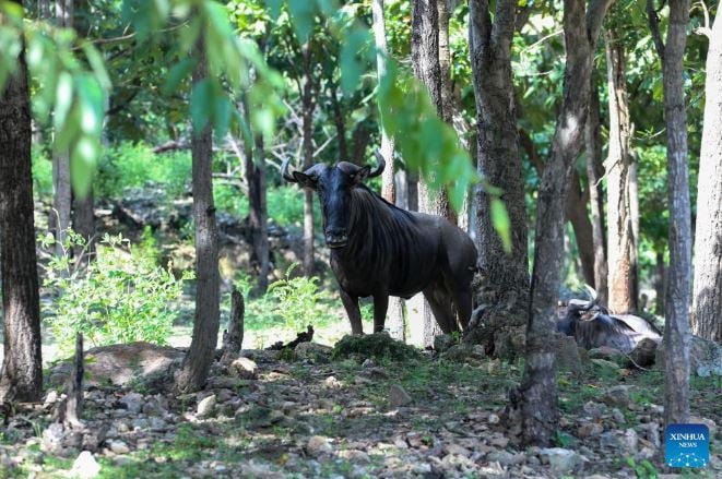 الحياة البرية في سفاري بارك في ناي بي تاو، ميانمار (5)