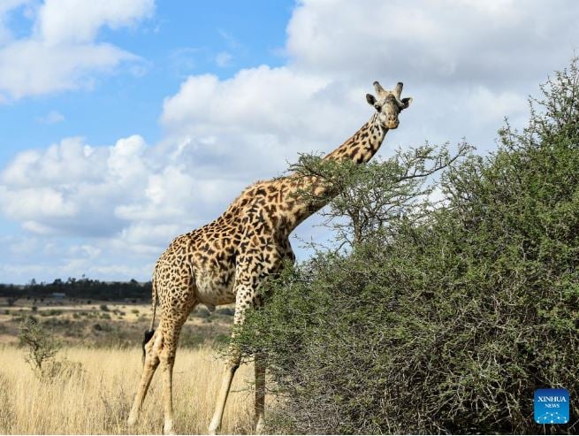  الحياة البرية في حديقة نيروبي الوطنية (4)