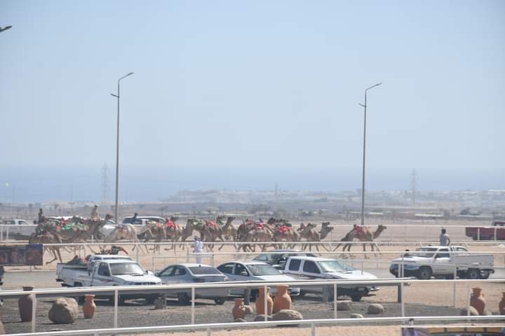 محافظ جنوب سيناء يشهد ختام فعاليات سباق الهجن  (1)