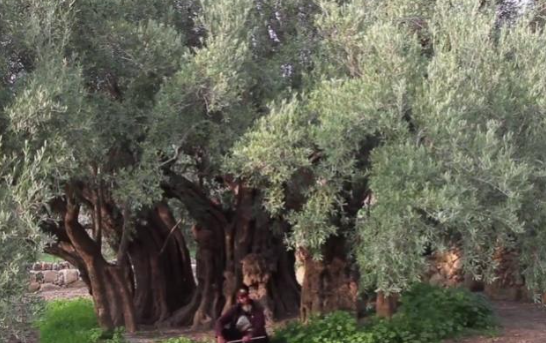 أقدم شجرة زيتون فى فلسطين