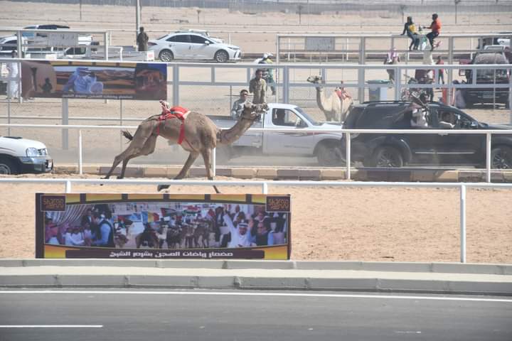 محافظ جنوب سيناء يشهد ختام فعاليات سباق الهجن  (2)