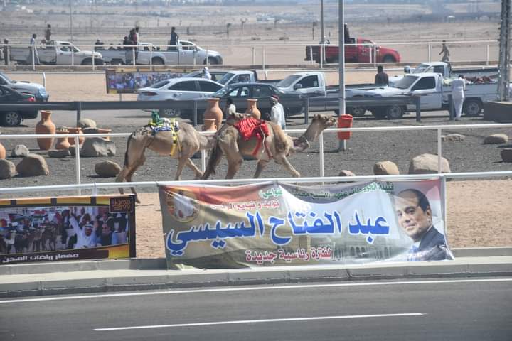 محافظ جنوب سيناء يشهد ختام فعاليات سباق الهجن  (3)