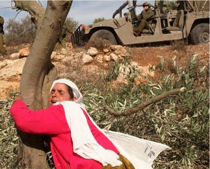إرتباط شجرة الزيتون بفلسطين
