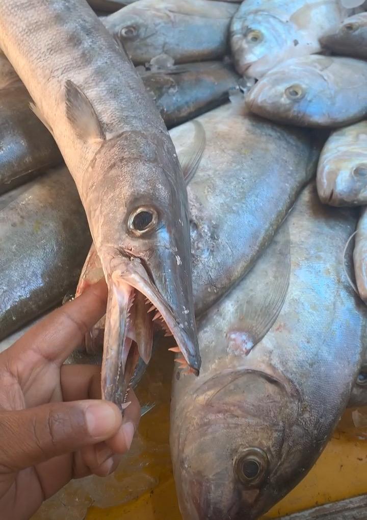 اسماك البركوده بحلقة سمك الغردقة 