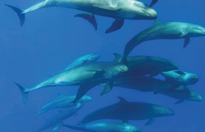 الدلافين المختلفة في البحر الأحمر 