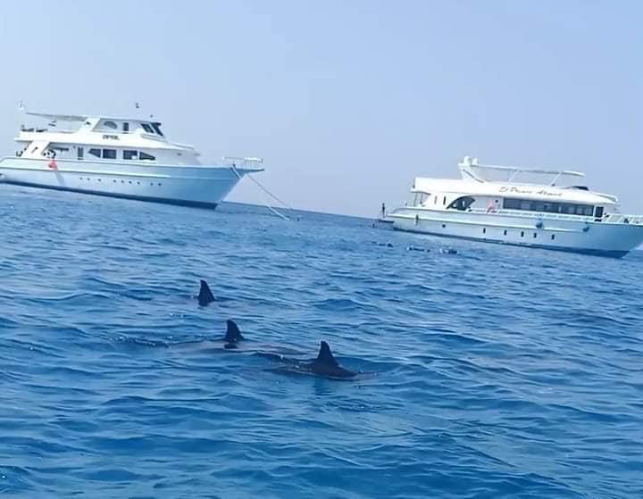 الدلافين بمناطق العرق والفانوس